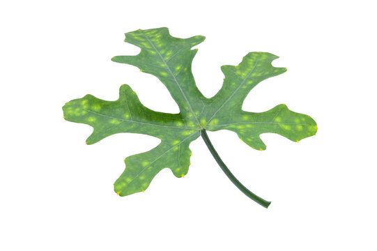 top view of Lvy Gourd leaves  on white background