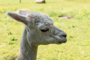 Portrait of white Alpaca in nature