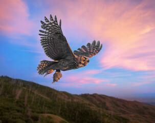 great horned owl with a rodent