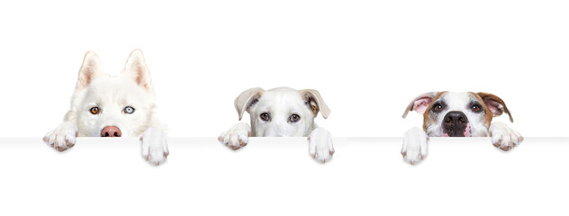 studio shot of a cute dog on an isolated background holding a blank white sign - 448409979