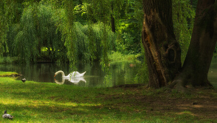 Park miejski w lecie © Mariusz