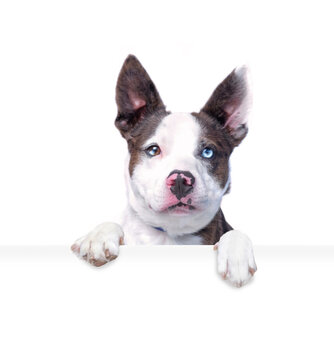 studio shot of a cute dog on an isolated background holding a blank white sign