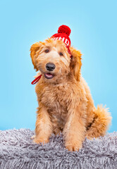 studio shot of a cute dog on an isolated background