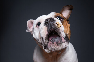 bulldog on an isolated background in a studio