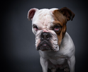 bulldog on an isolated background in a studio