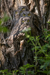 Four screech owlet babies on a branch