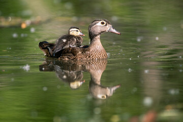 Wood duckling riding on its mom's back