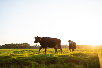 brown cow in field at sunset
