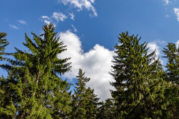 a bright blue sky with white thick cummulus clouds. in the foreground is a hill with many green conifers.  