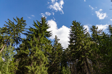 a bright blue sky with white thick cummulus clouds. in the foreground is a hill with many green conifers.  