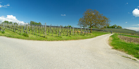 Insel Reichenau
