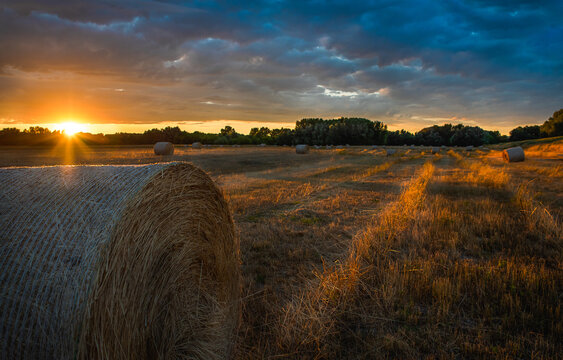 Rolls of bale straw on large field in summer during sunset in Bratislava
