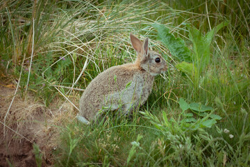 A wild European rabbit sitting still in grassland in profile