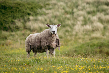 A wooly ewe sheep molting wool in the countryside