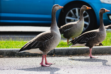 Greylag geese in urban car park