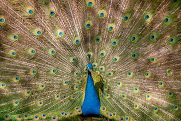 Obraz premium Male peacock in full display