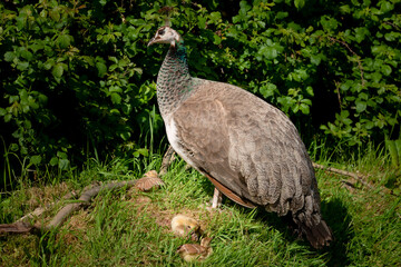 A peahen, female peacock, with her chicks