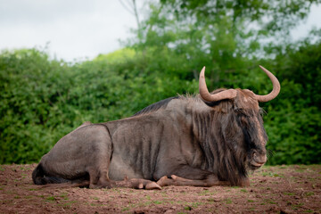 A blue wildebeest lying down