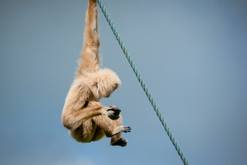 A light sandy white-handed gibbon hanging from a rope