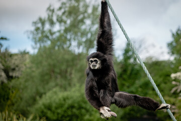 A black white-handed gibbon hanging from a rope