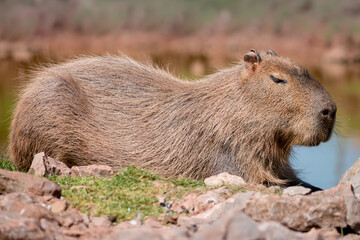 Fototapeta premium A capybara in profile resting on rocks