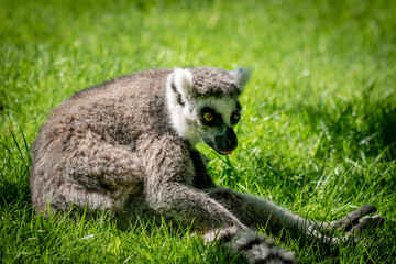 A ring-tailed lemur sitting down in grass