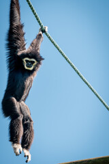 A black white-handed gibbon hanging from a rope