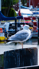 Seagull standing on a pile at the harbor of Warnemünde (Rostock) on the Baltic Sea (inland sea)