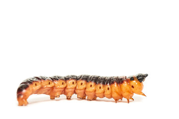 The big red catterpillar of Goat Moth (Cossus cossus), isolated on white