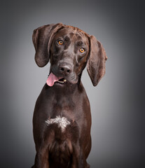 studio shot of a cute dog on an isolated background