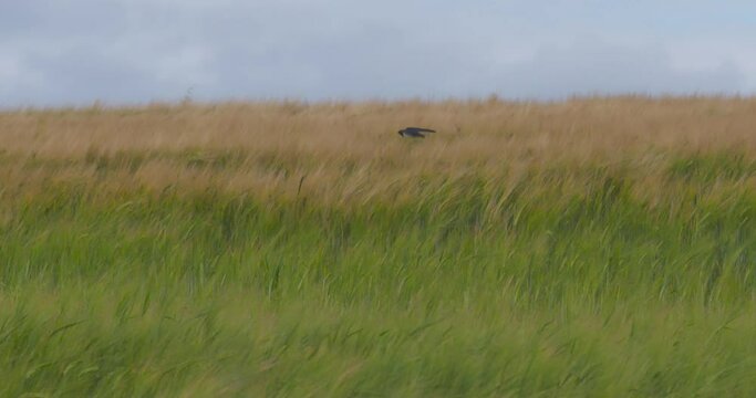 Summer swallow bird flying low over farm field climbing and diving slow motion