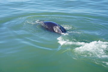 鯨の背中　ホエールウオッチング　クジラ　背びれ　鯨　レジャー　海　楽しい　夏休み　バンクーバー　水面