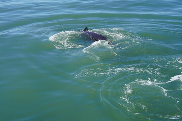 Naklejka premium ホエールウオッチング クジラ 背びれ レジャー 海 楽しい 夏休み バンクーバー 海上レジャー マリンレジャー 鯨