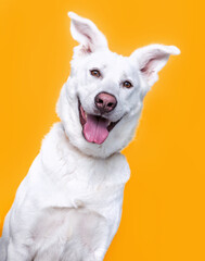 studio shot of a cute dog on an isolated background