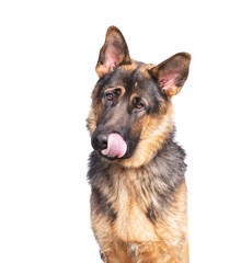 studio shot of a cute dog in front of an isolated background