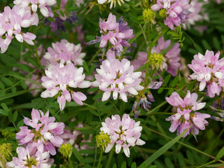 Securigera ou coronilla varia - Coronilles bigarrées ou changeantes