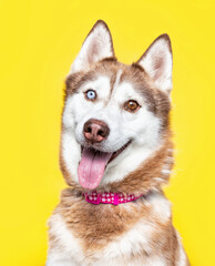 studio shot of a cute dog on an isolated background