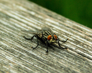 macro of a fly