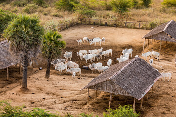 Fototapeta na wymiar Luftaufnahme eines kleinen Bauernhofs mit Rinder, Palmen und Unterständen auf dem Gebiet der Kulturstätte von Bagan in Myanmar
