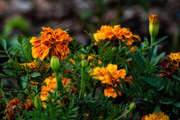 Przepiękne letnie kwiaty ogrodowe, Podlasie, Polska