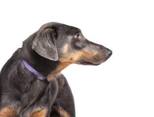 studio shot of a cute dog in front of an isolated background