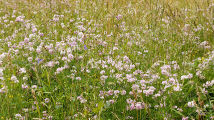 Fototapeta premium Parterre de coronilles bigarrées ou securigera varia à fleurs à corolles papilionacées blanc-rosâtre au dessus d'un feuillage à folioles elliptiques vert foncé sur tige rampante