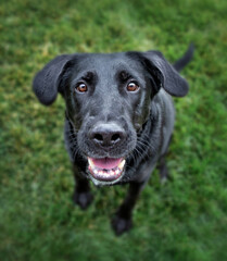 wide angle photos of a cute dog outside