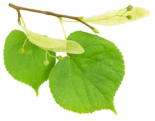 Foto op Plexiglas Tak van de lindeboom met groene bladeren geïsoleerd op een witte achtergrond © Albert Ziganshin