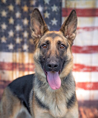 studio shot of a cute dog in front of the American flag