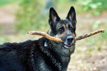 Training of the Eastern European Shepherd dog on the lake shore with aport