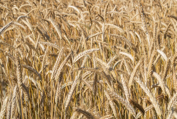 Ripe wheat field. Wheat spikelets are ready to harvest. Farm concept