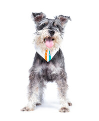 studio shot of a cute dog in front of an isolated background