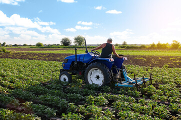 A farmer on a tractor cultivates a potato plantation. Plantation care. Agroindustry and...