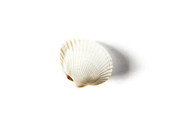 Sea shell on white background